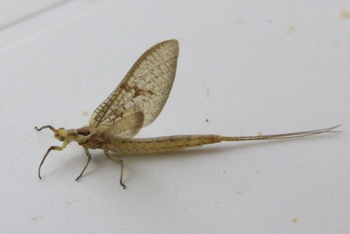 Ephemera danica - Grande Mouche de mai 3 - Brenne08.jpg